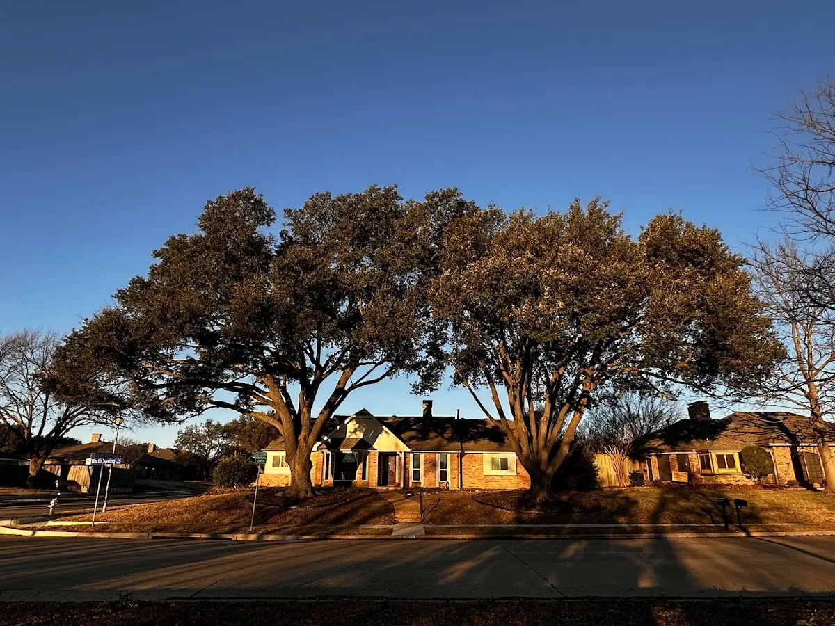 Established residential canopy tree shading a home in Swainsboro