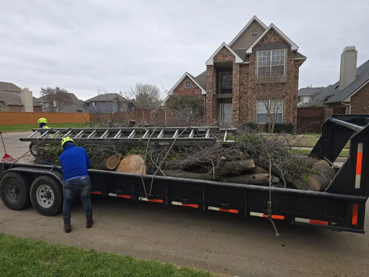 Expert Tree Removal with proper safety equipment in Swainsboro